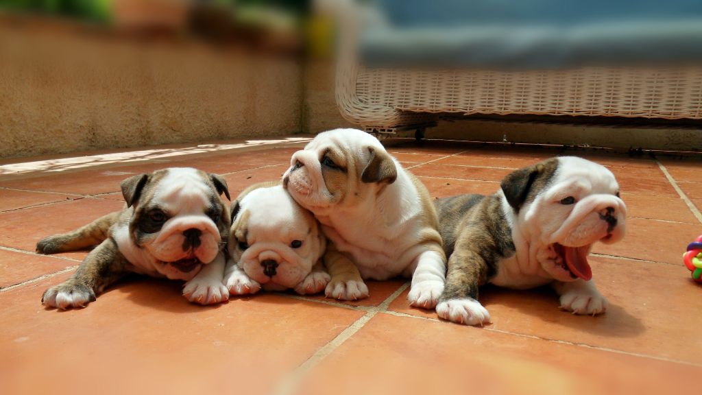 De Arorua Fare Bulldog - Naissance chiots bulldog anglais élevage De Arorua Fare Bulldog