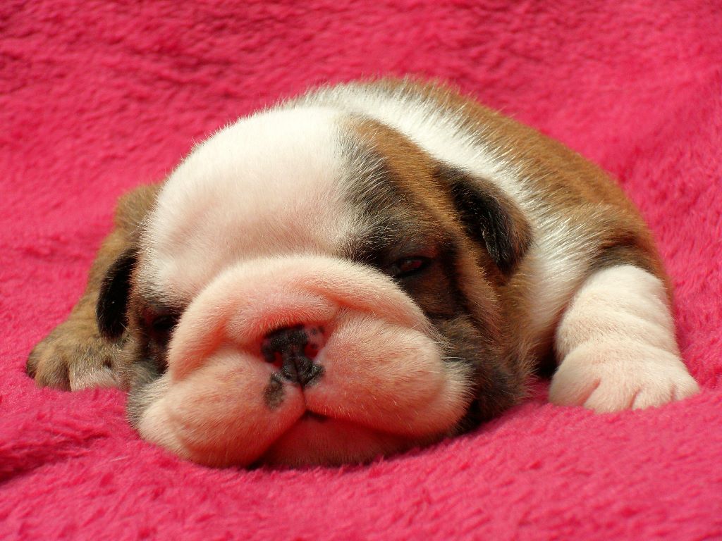 BEBES âgés de 21 jours