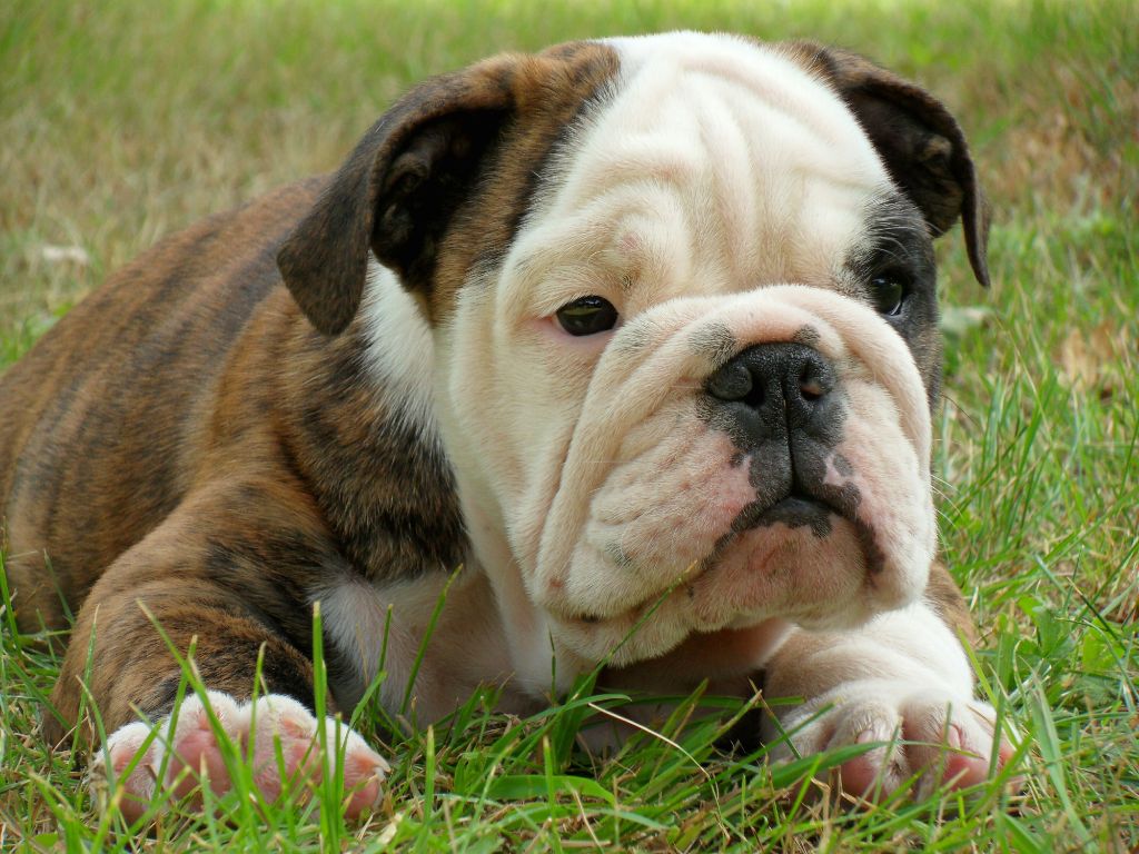 Bébé Bulldog Raymond 75 jours